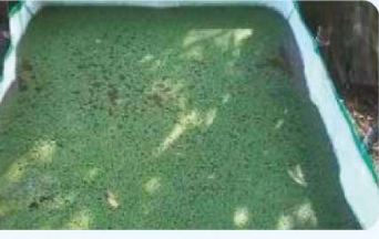 Azolla Bed-3